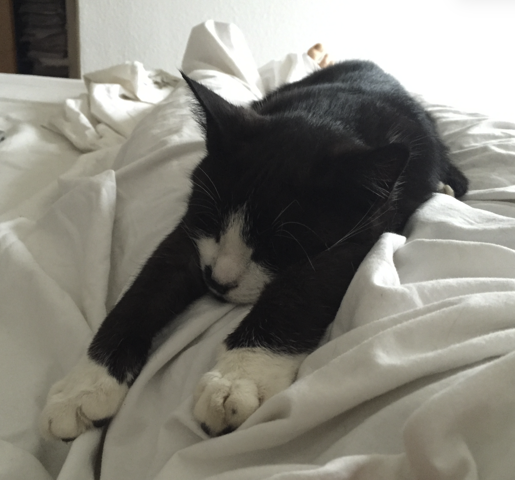 Må-lejer-have-kat-i-lejemålet-eller-skal-det-reguleres-i-lejekonktrakten?