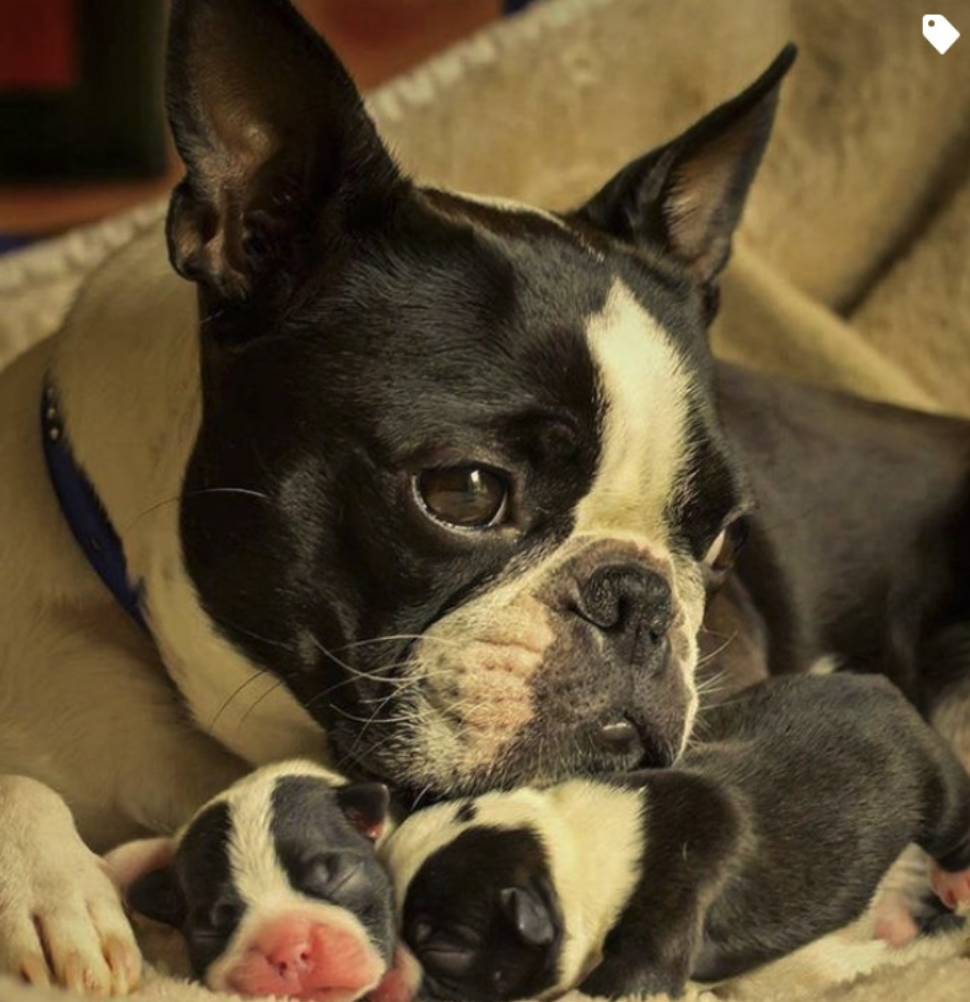 Hvornår kan udlejer sende et påkrav til lejer om, at der ikke må være hund i lejemålet?